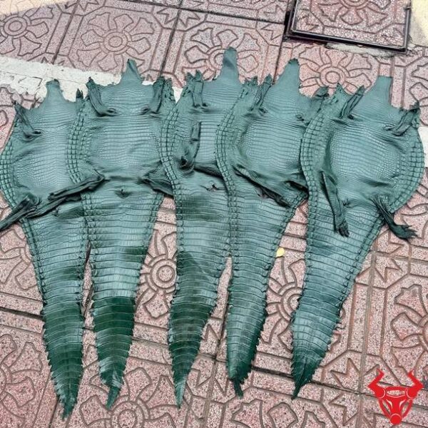 Da Bụng Cá Sấu Size 3 Lớn Xanh Lá Chất Lượng Cao Da bụng cá sấu nguyên tấm màu xanh lá với vân da tự nhiên đều, ít sẹo và độ bền cao.