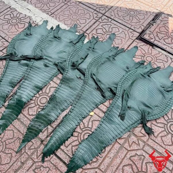 Da Bụng Cá Sấu Nguyên Tấm Màu Xanh Lá Sang Trọng Bền Đẹp Da bụng cá sấu nguyên tấm Size 3 màu xanh lá với vân da đều, ít sẹo và độ bền vượt trội.