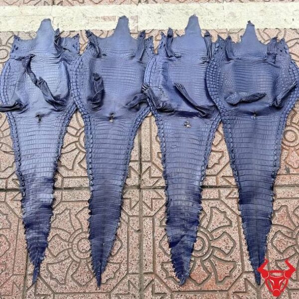 Da Bụng Cá Sấu Nguyên Tấm Xanh Navy Vân Đẹp Cao Cấp Da bụng cá sấu màu xanh navy Size 3 lớn với vân tự nhiên đều, ít sẹo và chất lượng cao.