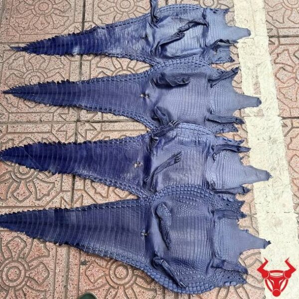 Da Bụng Cá Sấu Màu Xanh Navy Size 3 Lớn Ít Sẹo Bền Đẹp Da bụng cá sấu nguyên tấm màu xanh navy Size 3 lớn với vân da đều đẹp, ít sẹo và đẳng cấp.