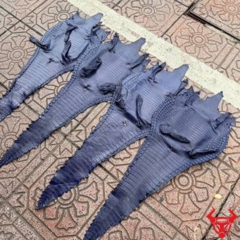 Da Bụng Cá Sấu Thuộc Nguyên Tấm Size 3 Lớn Màu Xanh Navy